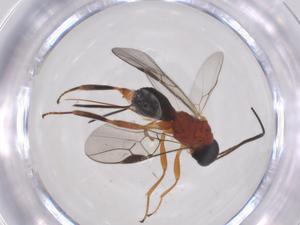  ( - CBG-A62106-G09)  @11 [ ] CreativeCommons - Attribution Share - Alike (2025) Centre for Biodiversity Genomics Centre for Biodiversity Genomics