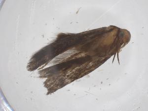  ( - CBG-A62107-F08)  @11 [ ] CreativeCommons - Attribution Share - Alike (2025) Centre for Biodiversity Genomics Centre for Biodiversity Genomics