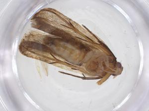  ( - CBG-A62130-F04)  @11 [ ] CreativeCommons - Attribution Share - Alike (2025) Centre for Biodiversity Genomics Centre for Biodiversity Genomics