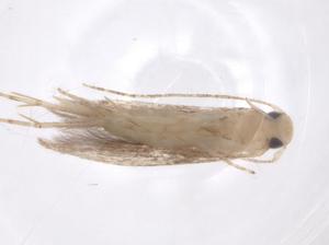  ( - CBG-A62131-H10)  @11 [ ] CreativeCommons - Attribution Share - Alike (2025) Centre for Biodiversity Genomics Centre for Biodiversity Genomics