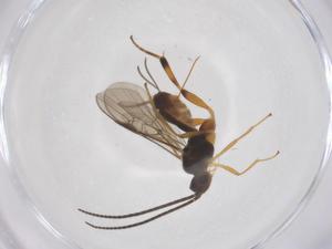  ( - CBG-A62132-E05)  @11 [ ] CreativeCommons - Attribution Share - Alike (2025) Centre for Biodiversity Genomics Centre for Biodiversity Genomics