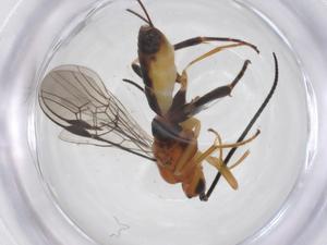  ( - CBG-A62133-D07)  @11 [ ] CreativeCommons - Attribution Share - Alike (2025) Centre for Biodiversity Genomics Centre for Biodiversity Genomics