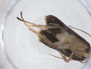  ( - CBG-A62296-F09)  @11 [ ] CreativeCommons - Attribution Share - Alike (2025) Centre for Biodiversity Genomics Centre for Biodiversity Genomics