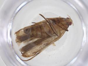  ( - CBG-A62306-G10)  @11 [ ] CreativeCommons - Attribution Share - Alike (2025) Centre for Biodiversity Genomics Centre for Biodiversity Genomics