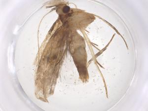  ( - CBG-A62310-A01)  @11 [ ] CreativeCommons - Attribution Share - Alike (2025) Centre for Biodiversity Genomics Centre for Biodiversity Genomics