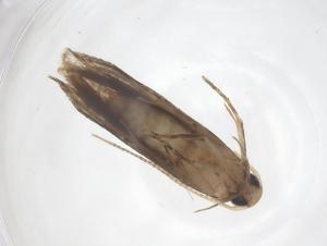  ( - CBG-A62388-H04)  @11 [ ] CreativeCommons - Attribution Share - Alike (2025) Centre for Biodiversity Genomics Centre for Biodiversity Genomics