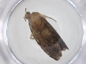  (tortMalaise01 Malaise8743 - CBG-A62389-D09)  @11 [ ] CreativeCommons - Attribution Share - Alike (2025) Centre for Biodiversity Genomics Centre for Biodiversity Genomics