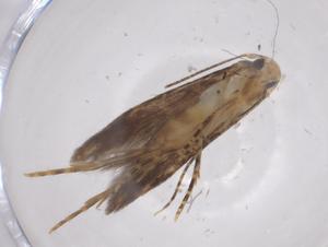  ( - CBG-A62390-E05)  @11 [ ] CreativeCommons - Attribution Share - Alike (2025) Centre for Biodiversity Genomics Centre for Biodiversity Genomics