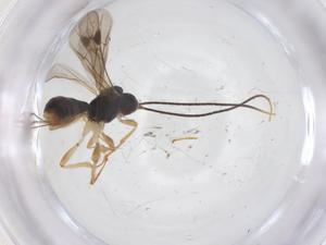  ( - CBG-A62402-B08)  @11 [ ] CreativeCommons - Attribution Share - Alike (2025) Centre for Biodiversity Genomics Centre for Biodiversity Genomics