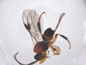  ( - CBG-A62433-C01)  @11 [ ] CreativeCommons - Attribution Share - Alike (2025) Centre for Biodiversity Genomics Centre for Biodiversity Genomics