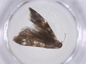  ( - CBG-A62433-D05)  @11 [ ] CreativeCommons - Attribution Share - Alike (2025) Centre for Biodiversity Genomics Centre for Biodiversity Genomics