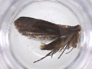  ( - CBG-A62436-F01)  @11 [ ] CreativeCommons - Attribution Share - Alike (2025) Centre for Biodiversity Genomics Centre for Biodiversity Genomics