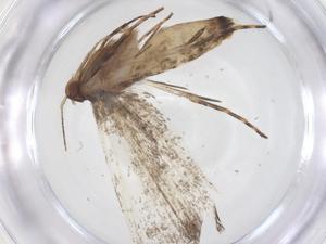  ( - CBG-A62438-B07)  @11 [ ] CreativeCommons - Attribution Share - Alike (2025) Centre for Biodiversity Genomics Centre for Biodiversity Genomics