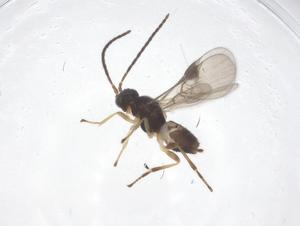  ( - CBG-A62440-D01)  @11 [ ] CreativeCommons - Attribution Share - Alike (2025) Centre for Biodiversity Genomics Centre for Biodiversity Genomics