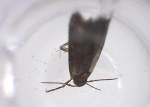  ( - CBG-A62442-A01)  @11 [ ] CreativeCommons - Attribution Share - Alike (2025) Centre for Biodiversity Genomics Centre for Biodiversity Genomics