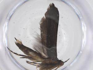  ( - CBG-A62443-D04)  @11 [ ] CreativeCommons - Attribution Share - Alike (2025) Centre for Biodiversity Genomics Centre for Biodiversity Genomics