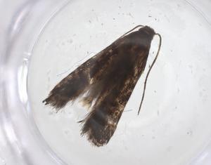  ( - CBG-A62444-B01)  @11 [ ] CreativeCommons - Attribution Share - Alike (2025) Centre for Biodiversity Genomics Centre for Biodiversity Genomics