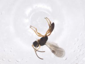  ( - CBG-A62456-G12)  @11 [ ] CreativeCommons - Attribution Share - Alike (2025) Centre for Biodiversity Genomics Centre for Biodiversity Genomics