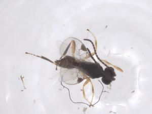  ( - CBG-A62462-G09)  @11 [ ] CreativeCommons - Attribution Share - Alike (2025) Centre for Biodiversity Genomics Centre for Biodiversity Genomics