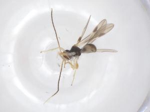  ( - CBG-A62463-C03)  @11 [ ] CreativeCommons - Attribution Share - Alike (2025) Centre for Biodiversity Genomics Centre for Biodiversity Genomics