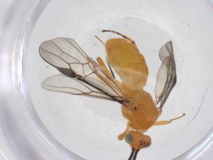  (Bracon Malaise5943 - CBG-A62464-C11)  @11 [ ] CreativeCommons - Attribution Share - Alike (2025) Centre for Biodiversity Genomics Centre for Biodiversity Genomics