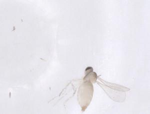  (Calodexia Malaise5985 - CBG-A62477-B05)  @11 [ ] CreativeCommons - Attribution Share - Alike (2025) Centre for Biodiversity Genomics Centre for Biodiversity Genomics