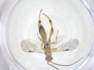  ( - CBG-A62490-H07)  @11 [ ] CreativeCommons - Attribution Share - Alike (2025) Centre for Biodiversity Genomics Centre for Biodiversity Genomics