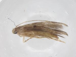  ( - CBG-A62495-C04)  @11 [ ] CreativeCommons - Attribution Share - Alike (2025) Centre for Biodiversity Genomics Centre for Biodiversity Genomics