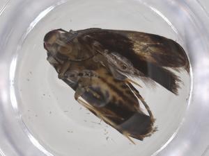  ( - CBG-A62685-G08)  @11 [ ] CreativeCommons - Attribution Share - Alike (2025) Centre for Biodiversity Genomics Centre for Biodiversity Genomics