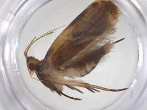  ( - CBG-A62686-B12)  @11 [ ] CreativeCommons - Attribution Share - Alike (2025) Centre for Biodiversity Genomics Centre for Biodiversity Genomics