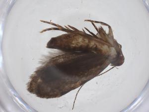  (geleBioLep01 BioLep4023 - CBG-A62686-E10)  @11 [ ] CreativeCommons - Attribution Share - Alike (2025) Centre for Biodiversity Genomics Centre for Biodiversity Genomics