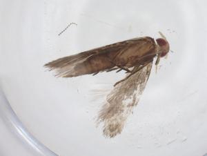  (geleBioLep01 BioLep8412 - CBG-A62709-B08)  @11 [ ] CreativeCommons - Attribution Share - Alike (2025) Centre for Biodiversity Genomics Centre for Biodiversity Genomics