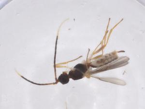  ( - CBG-A62730-B02)  @11 [ ] CreativeCommons - Attribution Share - Alike (2025) Centre for Biodiversity Genomics Centre for Biodiversity Genomics