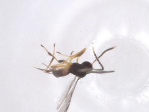  ( - CBG-A62740-F06)  @11 [ ] CreativeCommons - Attribution Share - Alike (2025) Centre for Biodiversity Genomics Centre for Biodiversity Genomics