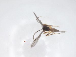  ( - CBG-A62752-D03)  @11 [ ] CreativeCommons - Attribution Share - Alike (2025) Centre for Biodiversity Genomics Centre for Biodiversity Genomics