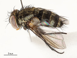  (Pseudosturmia Janzen35 - CBG-A62869-E07)  @11 [ ] CreativeCommons - Attribution Share - Alike (2025) CBG Photography Group Centre for Biodiversity Genomics