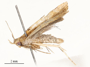  ( - CBG-A62869-F07)  @11 [ ] CreativeCommons - Attribution Share - Alike (2025) CBG Photography Group Centre for Biodiversity Genomics