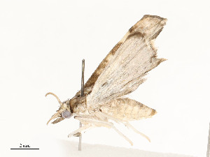  ( - CBG-A62869-F10)  @11 [ ] CreativeCommons - Attribution Share - Alike (2025) CBG Photography Group Centre for Biodiversity Genomics