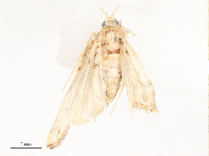  ( - CBG-A62869-G01)  @11 [ ] CreativeCommons - Attribution Share - Alike (2025) CBG Photography Group Centre for Biodiversity Genomics