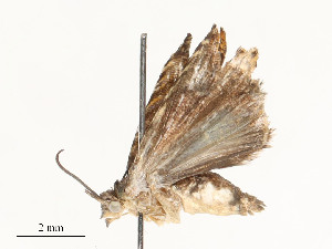  ( - CBG-A62869-G11)  @11 [ ] CreativeCommons - Attribution Share - Alike (2025) CBG Photography Group Centre for Biodiversity Genomics