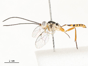  ( - CBG-A62870-C01)  @11 [ ] CreativeCommons - Attribution Share - Alike (2025) CBG Photography Group Centre for Biodiversity Genomics