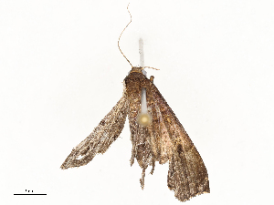  ( - CBG-A62870-C11)  @11 [ ] CreativeCommons - Attribution Share - Alike (2025) CBG Photography Group Centre for Biodiversity Genomics