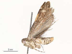  ( - CBG-A62870-E03)  @11 [ ] CreativeCommons - Attribution Share - Alike (2025) CBG Photography Group Centre for Biodiversity Genomics