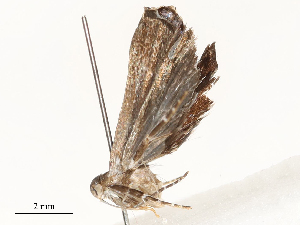  (gelMalaise01 Malaise9289 - CBG-A62870-E06)  @11 [ ] CreativeCommons - Attribution Share - Alike (2025) CBG Photography Group Centre for Biodiversity Genomics