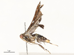  ( - CBG-A62870-F11)  @11 [ ] CreativeCommons - Attribution Share - Alike (2025) CBG Photography Group Centre for Biodiversity Genomics