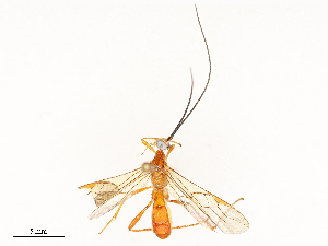  ( - CBG-A62871-A08)  @11 [ ] CreativeCommons - Attribution Share - Alike (2025) CBG Photography Group Centre for Biodiversity Genomics