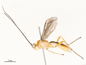  ( - CBG-A62871-B06)  @11 [ ] CreativeCommons - Attribution Share - Alike (2025) CBG Photography Group Centre for Biodiversity Genomics