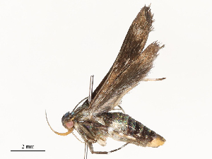  ( - CBG-A62871-E01)  @11 [ ] CreativeCommons - Attribution Share - Alike (2025) CBG Photography Group Centre for Biodiversity Genomics