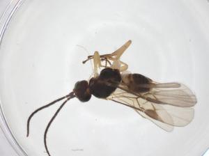  ( - CBG-A63510-H04)  @11 [ ] CreativeCommons - Attribution Share - Alike (2025) Centre for Biodiversity Genomics Centre for Biodiversity Genomics