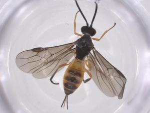  ( - CBG-A63600-F04)  @11 [ ] CreativeCommons - Attribution Share - Alike (2025) Centre for Biodiversity Genomics Centre for Biodiversity Genomics